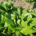 LAITUE romaine Parris Island - Graines Bio