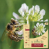 Semence - MELANGE de fleurs abeilles Bio