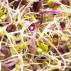 Germline Graines à germer Alfalfa - Radis - Fenouil