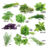 Coffret : Je fais pousser mes 12 herbes aromatiques