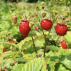 Coffret : Trio de fraisiers à faire pousser