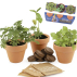 Coffret : Trio de plantes magiques