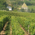 Coffret Parrainage de Vigne - Bourgogne