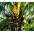 Sucre Fleur de Coco Biologique non raffiné - 450 g bio - dégustation, cuisine