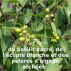 Soutien-gorge Brassière coton bio et teinture végétale Olive verte 