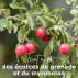 Soutien-gorge Brassière coton bio et teinture végétale Sable rose 