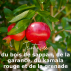 Soutien-gorge Foulard coton bio et teinture végétale Terre de Sienne 