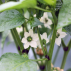 POIVRON California Wonder orange - Graines Bio