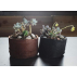 Pot en géotextile pour aromates - Root Pouch