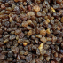 Raisins bruns BIO 200gr