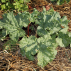 RHUBARBE Victoria - Graines Bio