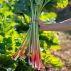 RHUBARBE Victoria - Graines Bio