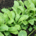 ROQUETTE cultivée - Graines Bio