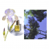 Eau de parfum - Sanctuaire - Isotta parfums - 50 ml
