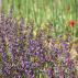 SAUGE officinale - Graines Bio