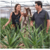 Aloes Arborescens  (500 ml) recette père Zago  +1% alcool