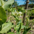 POIS mangetout à rame Ambrosia - Graines Bio
