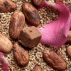 Truffes de chocolat cru bio et vegan- Rose Sésame (100g)