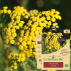 Semence - TANAISIE commune Bio