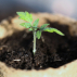 TOMATE Gold Nugget - Graines Bio