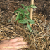 TOMATE Rosa - Graines Bio