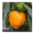 POIVRON California Orange Wonder AB  - Semences reproductibles bio