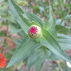 ZINNIA en mélange - Graines Bio