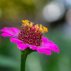 ZINNIA en mélange - Graines Bio